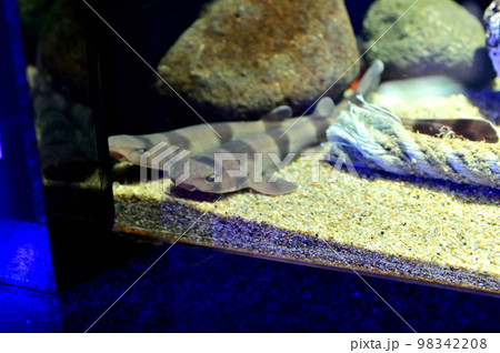 沼津港深海水族館深海生物　ナヌカザメ 98342208