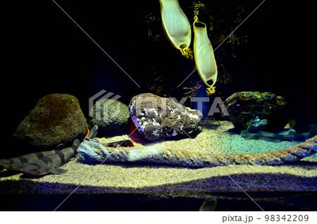 沼津港深海水族館深海生物　ナヌカザメの卵 98342209