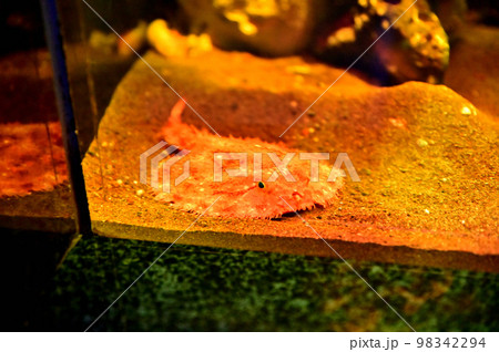 沼津港深海水族館深海生物　アカグツ 98342294