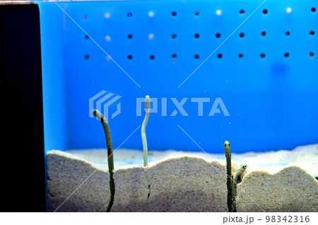 沼津港深海水族館深海生物　チンアナゴ 98342316