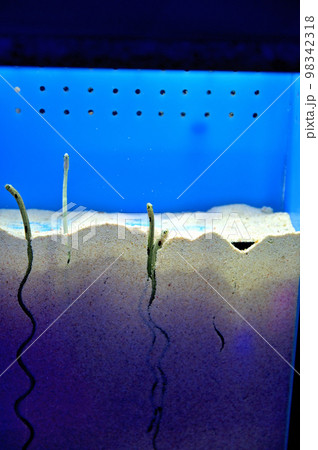 沼津港深海水族館深海生物　チンアナゴ 98342318