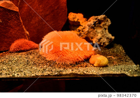 沼津港深海水族館深海生物　ダーリアイソギンチャク 98342370