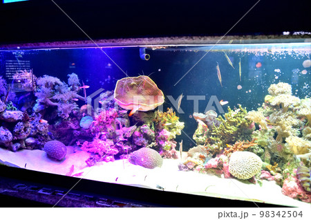 沼津港深海水族館深海生物　 98342504