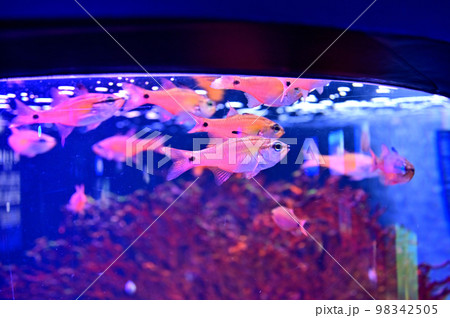 沼津港深海水族館深海生物 沼津港深海水族館深海生物 98342505