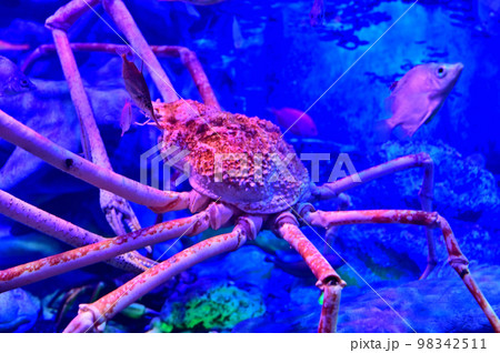沼津港深海水族館深海生物 沼津港深海水族館深海生物 98342511