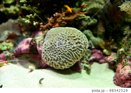 沼津港深海水族館深海生物　 98342529