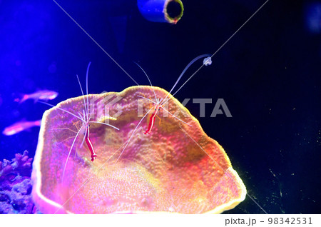 沼津港深海水族館深海生物 沼津港深海水族館深海生物 98342531