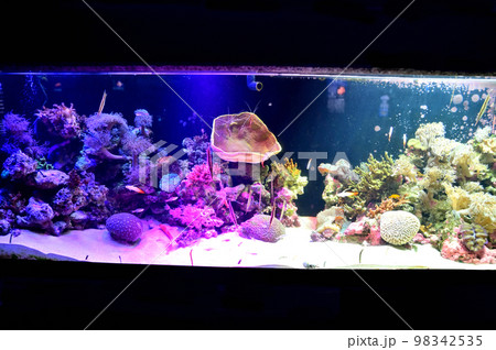 沼津港深海水族館深海生物　 98342535