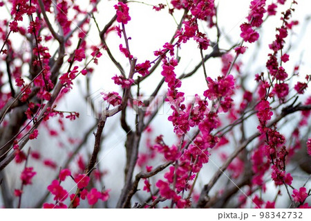 梅の花 98342732