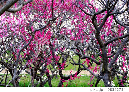 梅の花 98342734