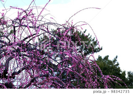 梅の花 98342735
