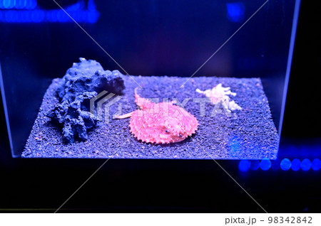 沼津港深海水族館深海生物 沼津港深海水族館深海生物 98342842