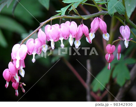 ケマンソウ 98342930