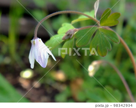 ヒメウズの花 ヒメウズの花 98342934