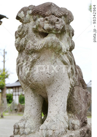 神社の社前に立つ狛犬 98342964