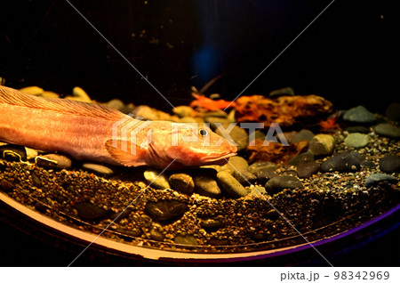 沼津港深海水族館深海生物　アゴゲンゲ 98342969