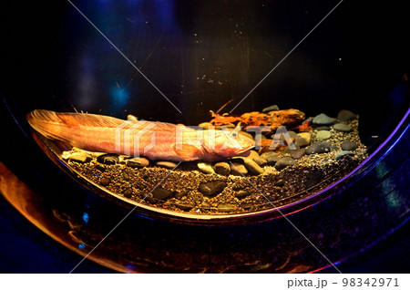 沼津港深海水族館深海生物 アゴゲンゲ 沼津港深海水族館深海生物 アゴゲンゲ 98342971