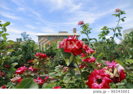 荒尾市　真夏のおもやい市民花壇　バラの花、 98343001