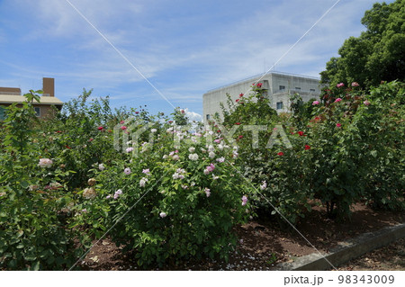 荒尾市 真夏のおもやい市民花壇 バラの花の 荒尾市 真夏のおもやい市民花壇 バラの花の 98343009