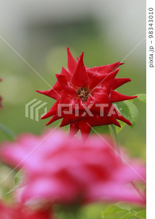 荒尾市　真夏のおもやい市民花壇　バラの花の 98343010