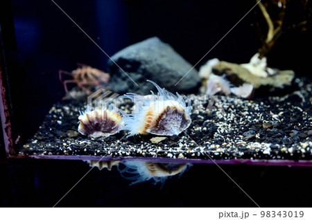 沼津港深海水族館深海生物　キンシサンゴ 98343019