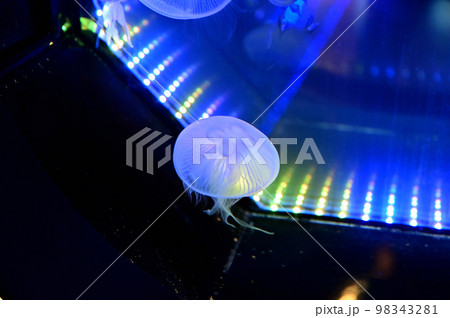 沼津港深海水族館深海生物　クラゲ 98343281