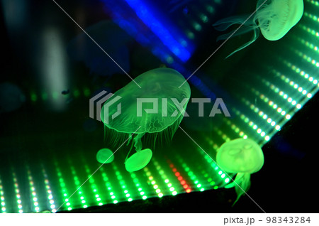 沼津港深海水族館深海生物 クラゲ 沼津港深海水族館深海生物 クラゲ 98343284