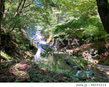 青々とした木々がそびえ立つ静かな森と川 98343314