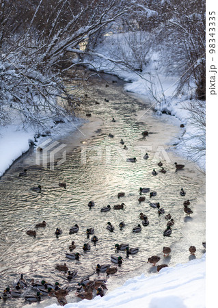 Ducks swim in the river in the city's public park in winter. 98343335