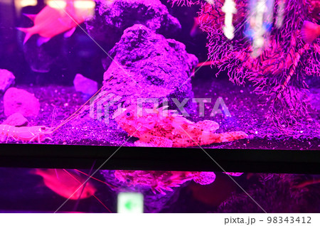 沼津港深海水族館深海生物 イズカサゴ 沼津港深海水族館深海生物 イズカサゴ 98343412