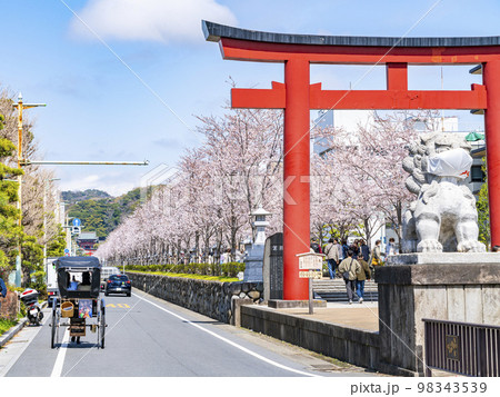 【神奈川県】鎌倉の段葛を彩る満開の桜並木 98343539