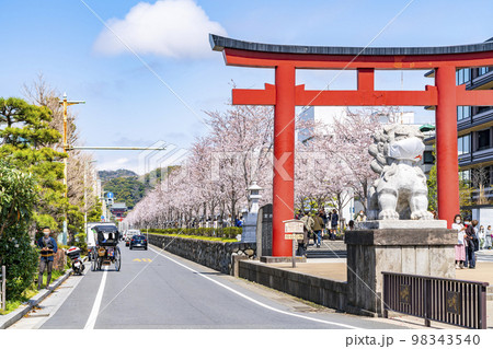 【神奈川県】鎌倉の段葛を彩る満開の桜並木 【神奈川県】鎌倉の段葛を彩る満開の桜並木 98343540