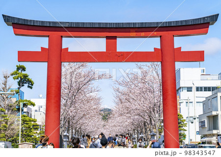 【神奈川県】鎌倉の段葛を彩る満開の桜並木 98343547