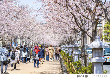 【神奈川県】鎌倉の段葛を彩る満開の桜並木 98343556