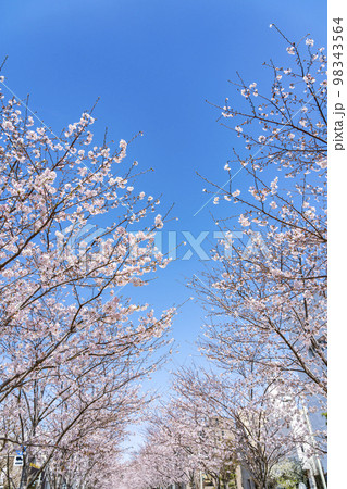 【神奈川県】鎌倉の段葛を彩る満開の桜並木 98343564