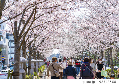【神奈川県】鎌倉の段葛を彩る満開の桜並木 98343568
