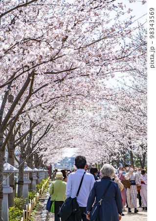 【神奈川県】鎌倉の段葛を彩る満開の桜並木 98343569