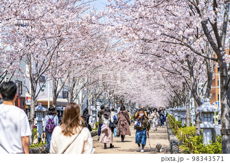 【神奈川県】鎌倉の段葛を彩る満開の桜並木 98343571