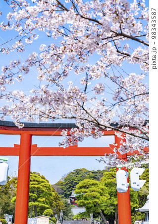 【神奈川県】鎌倉の段葛を彩る満開の桜並木 98343587