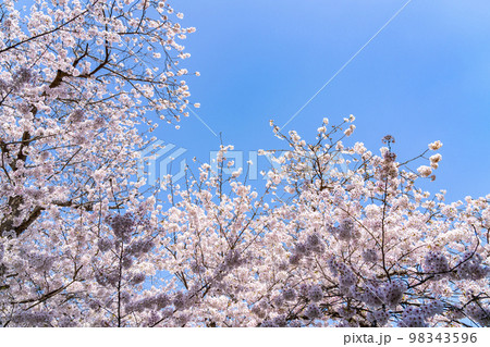 爽やかな青空と満開の桜 爽やかな青空と満開の桜 98343596