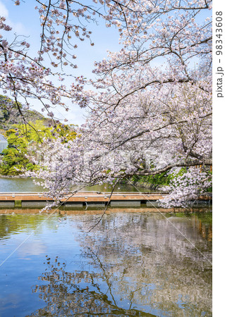 【神奈川県】鎌倉の鶴岡八幡宮に咲く満開の桜 98343608