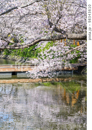 【神奈川県】鎌倉の鶴岡八幡宮に咲く満開の桜 【神奈川県】鎌倉の鶴岡八幡宮に咲く満開の桜 98343610