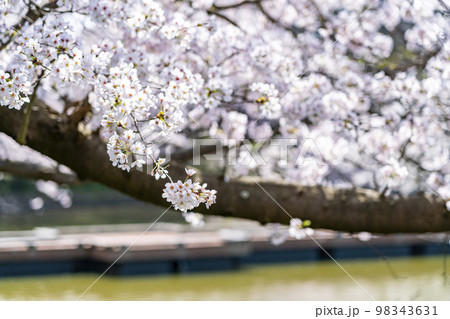 日差しに照らされて綺麗に咲く満開の桜 日差しに照らされて綺麗に咲く満開の桜 98343631
