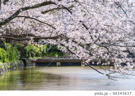 【神奈川県】鎌倉の鶴岡八幡宮に咲く満開の桜 98343637