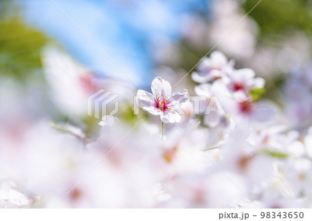 日差しに照らされて綺麗に咲く満開の桜 98343650
