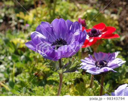 華やかに咲く紫の花　花(3月)アネモネ10H4.3 98343794