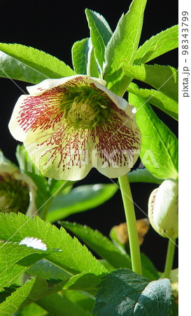 いつも下を向いて咲く寡黙な花　花(3月)クリスマスローズ10V9.16 98343799