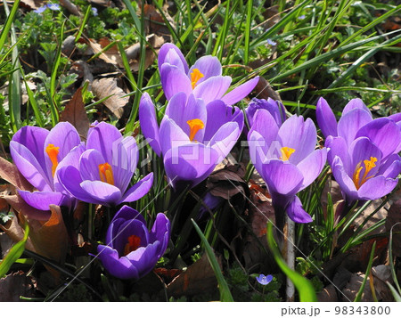 ぽかぽかの陽気に抱かれる紫の花　花(3月)クロッカス52H4.3 98343800