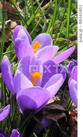 ぽかぽかの陽気に抱かれる紫の花　花(3月)クロッカス52V9.16 98343801