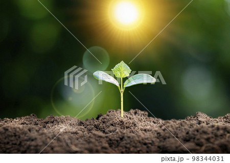 The young plant grows in soil with bright sunlight and blurred green nature background. The young plant grows in soil with bright sunlight and blurred green nature background. 98344031